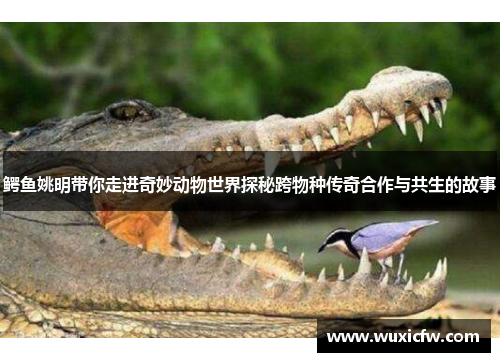 鳄鱼姚明带你走进奇妙动物世界探秘跨物种传奇合作与共生的故事